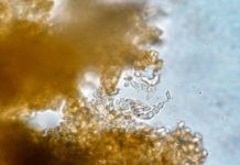 Research: Genetic blueprint for extraordinary wood-munching fungus —