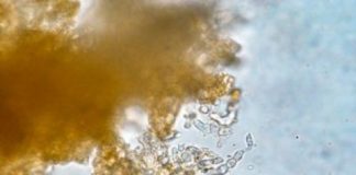 Research: Genetic blueprint for extraordinary wood-munching fungus —