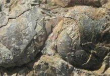 Research: Earliest example of animal nest sharing revealed by scientists —