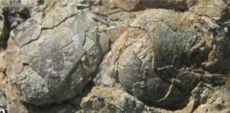 Research: Earliest example of animal nest sharing revealed by scientists —