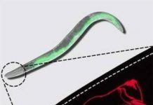 Research: The smelling of food controls cellular recycling and affects life expectancy —