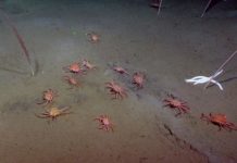 Research: Researchers discover a flipping crab feeding on methane seeps —