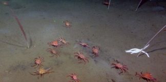 Research: Researchers discover a flipping crab feeding on methane seeps —