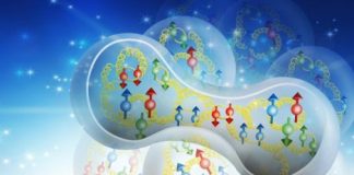 Study: Correlated nucleons may solve 35-year-old mystery — (Details)