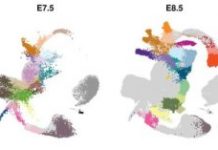 Research: Establishing the molecular blueprint of early embryo development —