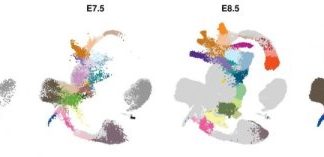 Research: Establishing the molecular blueprint of early embryo development —