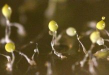 Research: How cells organize into complex structures studied in slime mold —