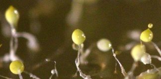Research: How cells organize into complex structures studied in slime mold —