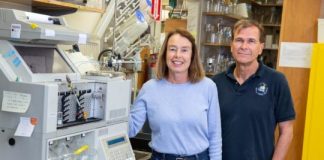 Study: Salk scientists identify possible healing compound in Yerba santa — (Details)