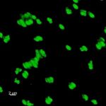 Study: The results may have implications for microbe growth and drug absorption in our bodies — (Details)