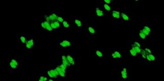 Study: The results may have implications for microbe growth and drug absorption in our bodies — (Details)