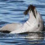 Study: Radio-tracking dolphins reveals intimate details about their behavior — (Details)