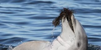 Study: Radio-tracking dolphins reveals intimate details about their behavior — (Details)