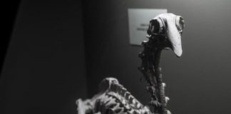 Research: Origins of giant extinct New Zealand bird traced to Africa —