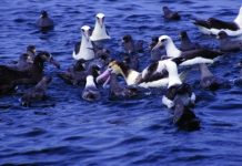 Offbeat: How to save a seabird —