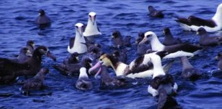 Offbeat: How to save a seabird —