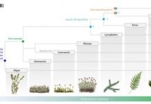 Research: How plants learned to save water —