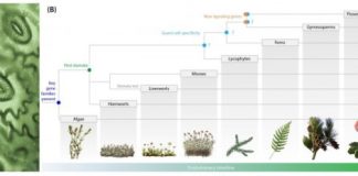 Research: How plants learned to save water —