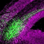 Study: New mechanisms regulating neural stem cells — (Details)