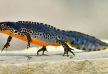 Research: Global survey of frog skin bacteria reveals microbiome rules of thumb —