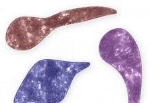 Research: Aquatic microorganism could inspire soft robots able to move fast in narrow spaces —