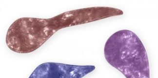 Research: Aquatic microorganism could inspire soft robots able to move fast in narrow spaces —