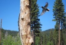 Research: Many birds respond positively to the warmer climate conditions associated with drought —