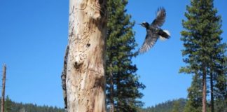 Research: Many birds respond positively to the warmer climate conditions associated with drought —