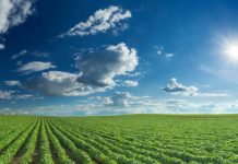 Research: New biochemical pathway that may develop more resilient crop varieties —