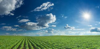 Research: New biochemical pathway that may develop more resilient crop varieties —