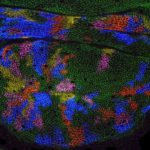 Study: Fruit fly wing research reshapes understanding of how organs form — (Details)