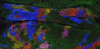 Study: Fruit fly wing research reshapes understanding of how organs form — (Details)