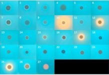 Research: Yeasts reach across tree of life to domesticate suite of bacterial genes —