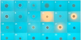 Research: Yeasts reach across tree of life to domesticate suite of bacterial genes —