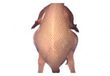 Research: How bird feather patterns form —