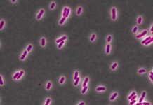 Research: Triclosan added to toothpaste, mouthwash to kill bacteria inadvertently makes such cells stronger —