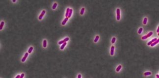 Research: Triclosan added to toothpaste, mouthwash to kill bacteria inadvertently makes such cells stronger —