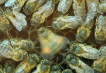 Research: Bees learn to evaluate the importance of information shared by waggle dances —