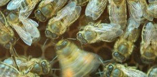 Research: Bees learn to evaluate the importance of information shared by waggle dances —