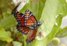 Research: A tasty Florida butterfly turns sour —
