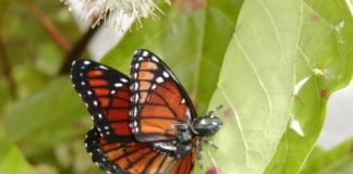 Research: A tasty Florida butterfly turns sour —