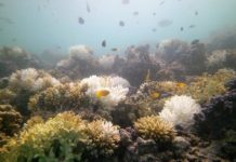 Research: Proximity to land determines how coral reef communities respond to climate change events —