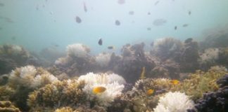 Research: Proximity to land determines how coral reef communities respond to climate change events —