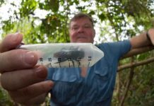 Research: Wallace’s giant bee has been rediscovered in Indonesia —