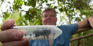 Research: Wallace’s giant bee has been rediscovered in Indonesia —