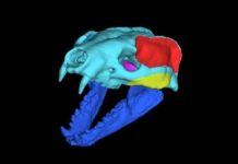 Research: New biomechanical study finds that the strangely shaped skull of Leptarctus is most similar to the American badger —
