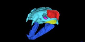 Research: New biomechanical study finds that the strangely shaped skull of Leptarctus is most similar to the American badger —