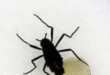 Research: Temperature-resistant gel helps the eggs of wingless flies survive the extreme conditions of the southern continent. —