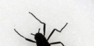 Research: Temperature-resistant gel helps the eggs of wingless flies survive the extreme conditions of the southern continent. —