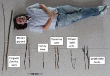 Research: Study describes unique behavioral patterns of Bili-Uéré chimpanzees in the DR Congo —